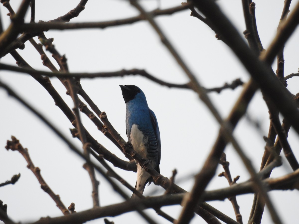 Терзина - ML646209527