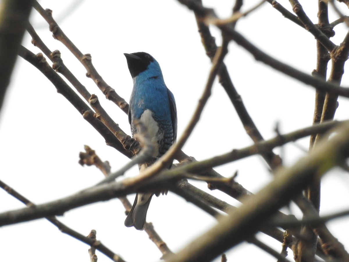 Терзина - ML646209528