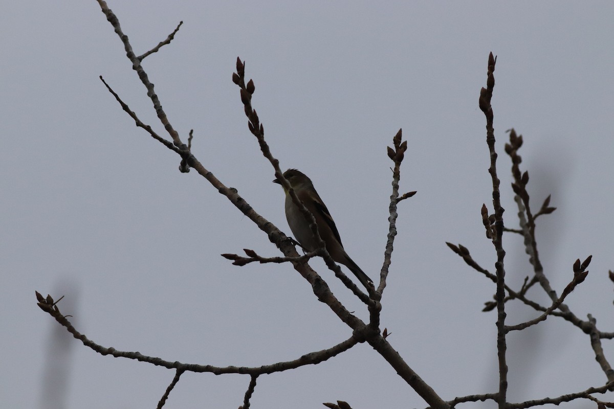 Чиж золотий - ML646209529