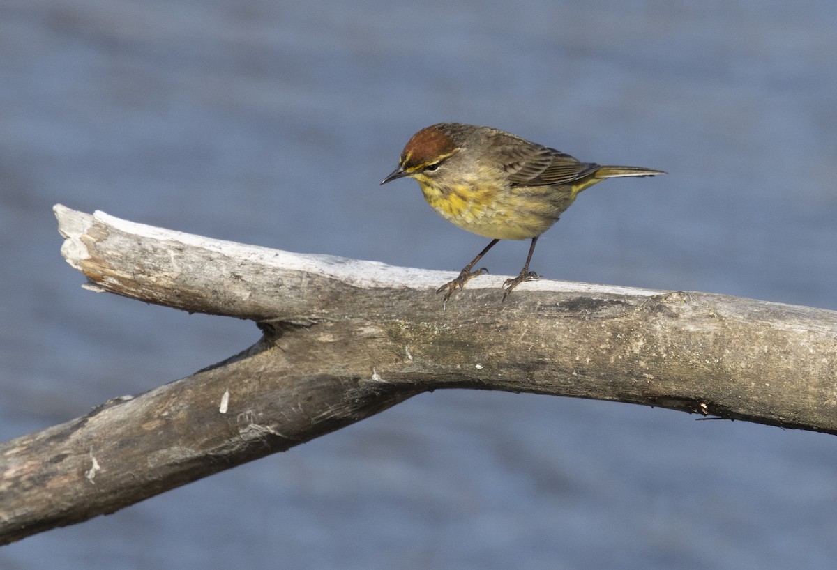 Пісняр-лісовик рудоголовий - ML646209531