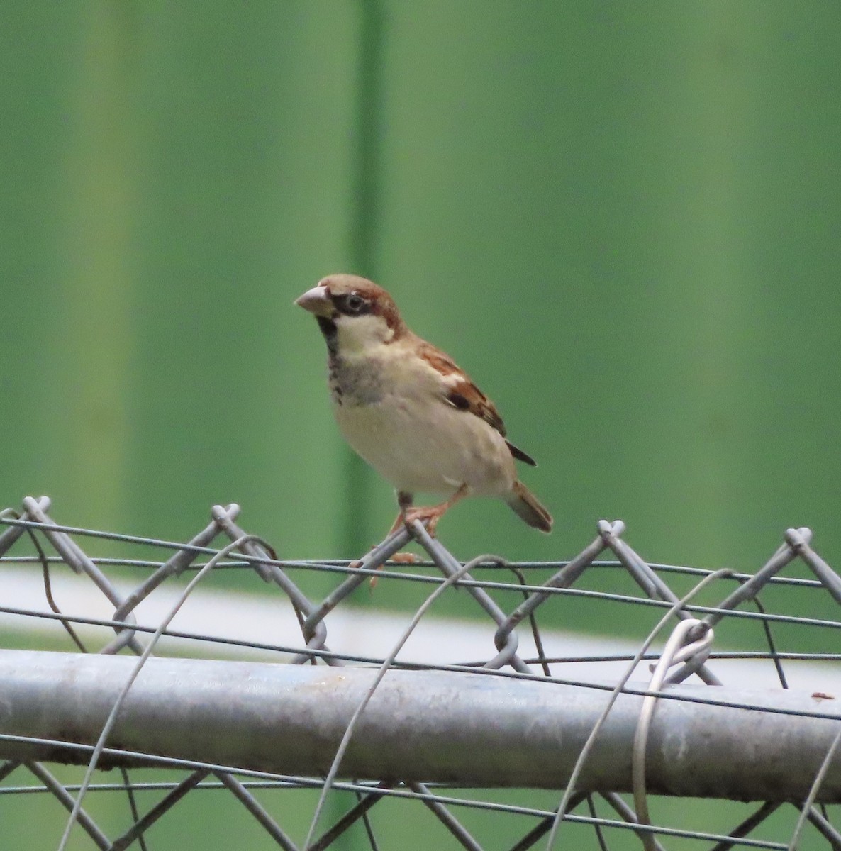 Пісняр-лісовик жовтогузий (підвид coronata) - ML646209533