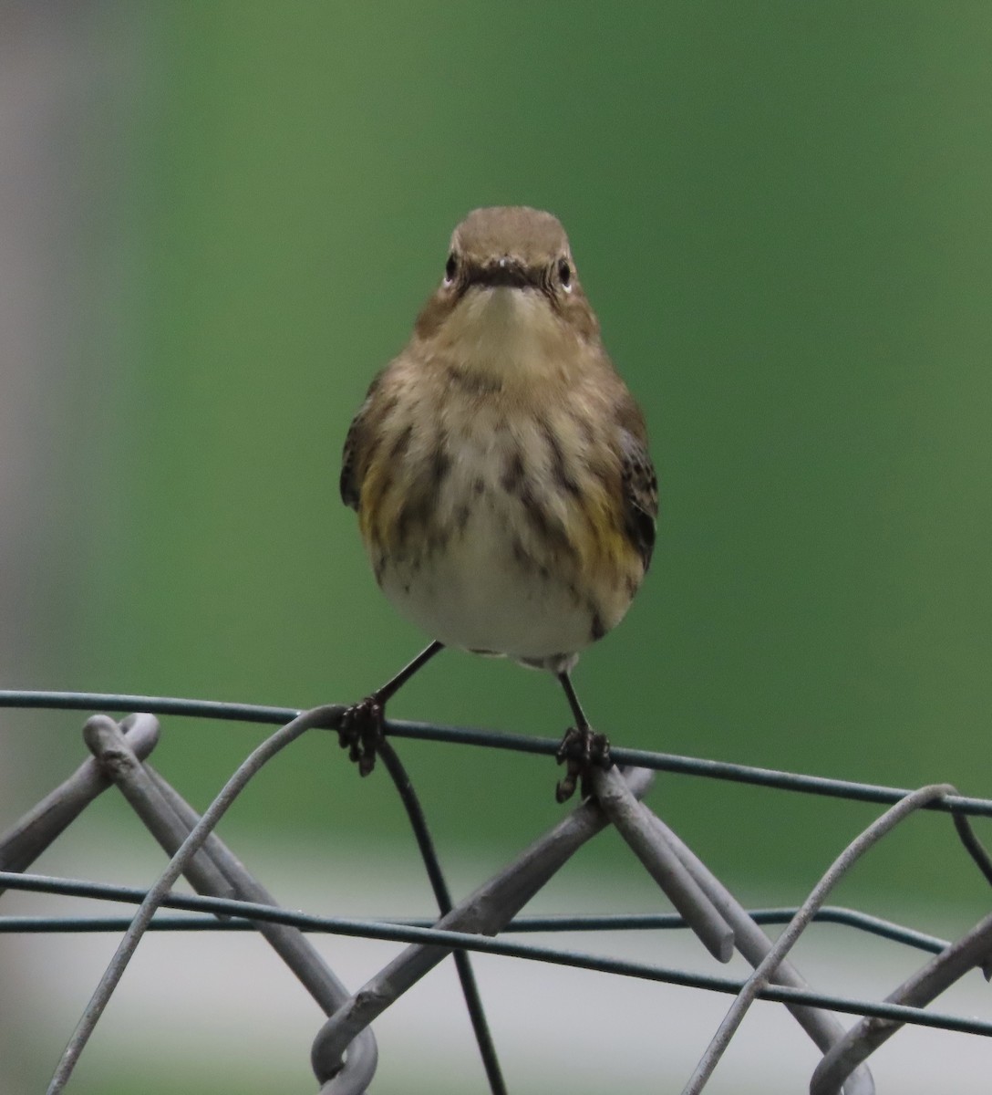 Пісняр-лісовик жовтогузий (підвид coronata) - ML646209534
