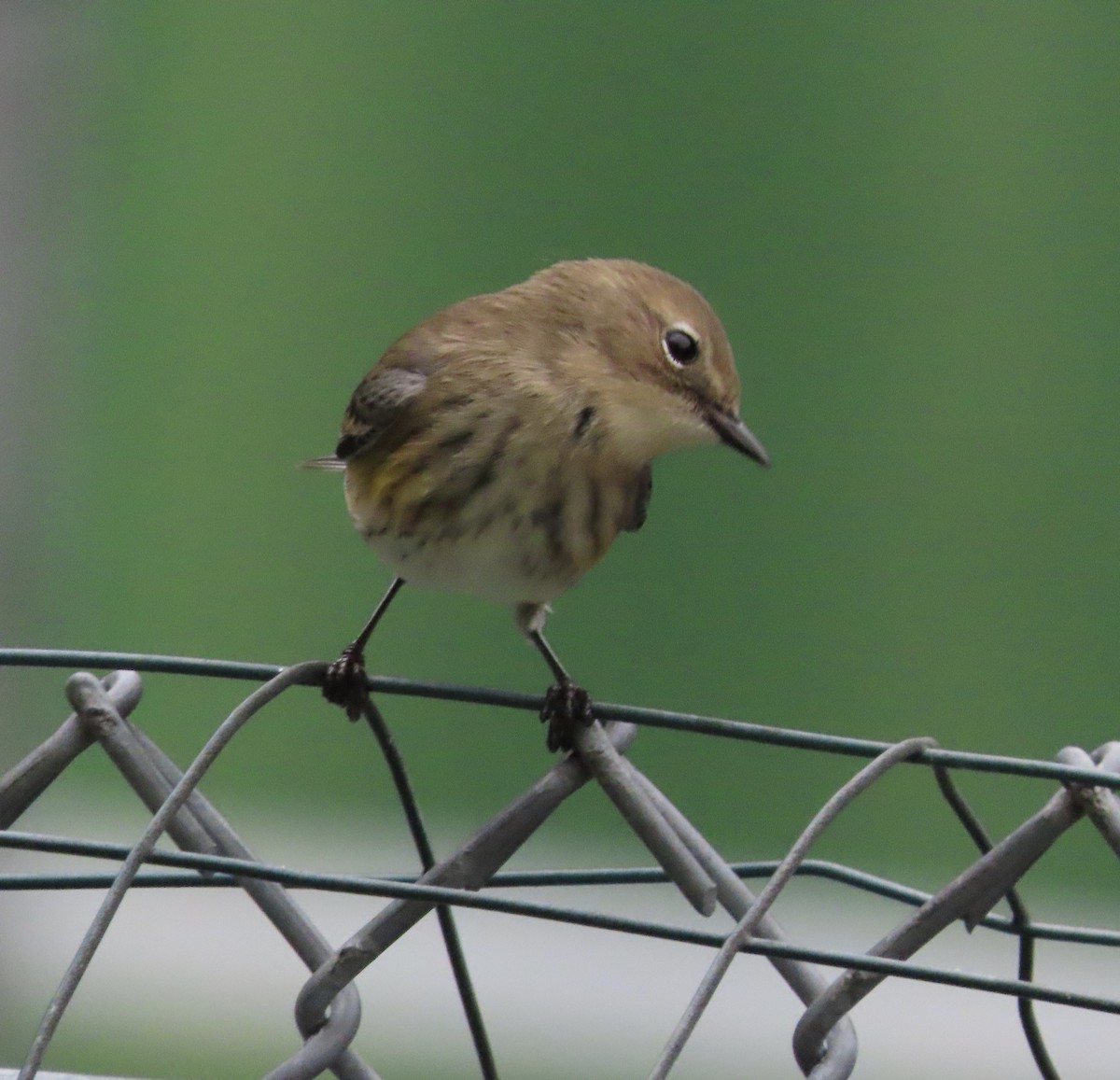Пісняр-лісовик жовтогузий (підвид coronata) - ML646209535