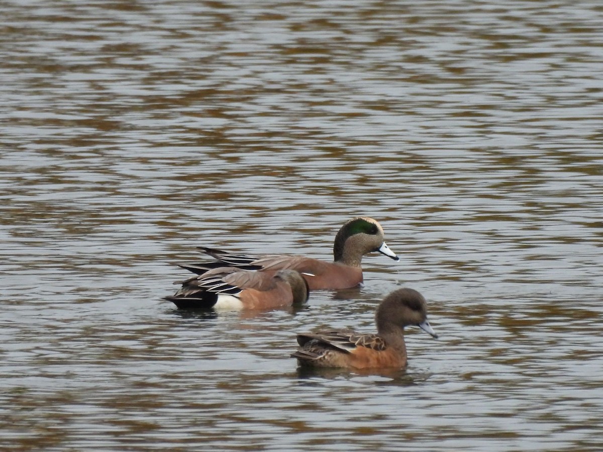 Свищ американський - ML646209538