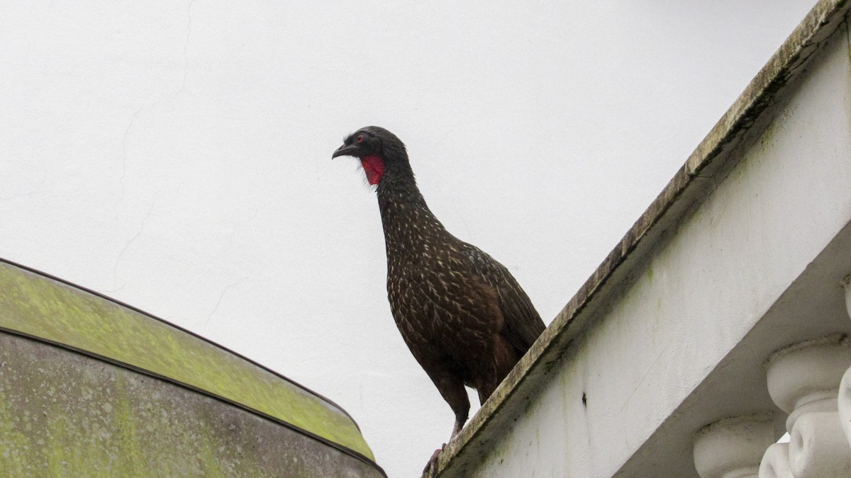 Dusky-legged Guan - ML646209547