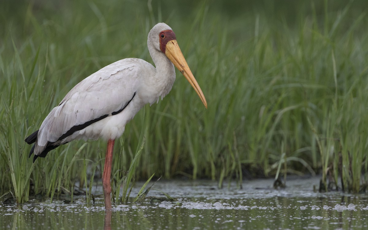 Yellow-billed Stork - ML646209550