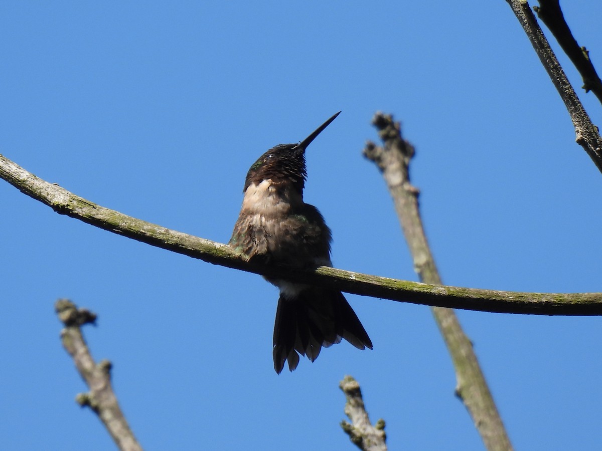 Ruby-throated Hummingbird - ML646209551