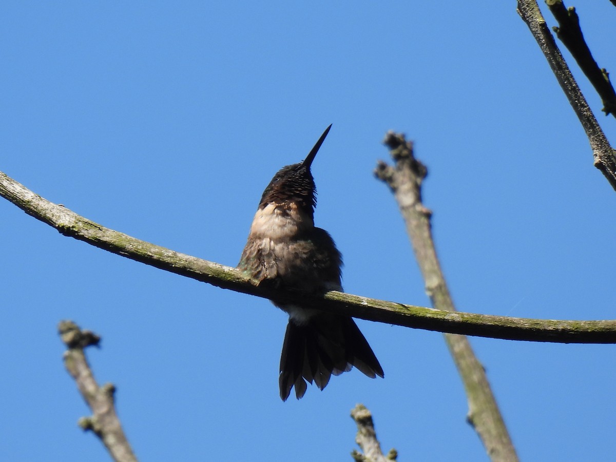 Ruby-throated Hummingbird - ML646209552