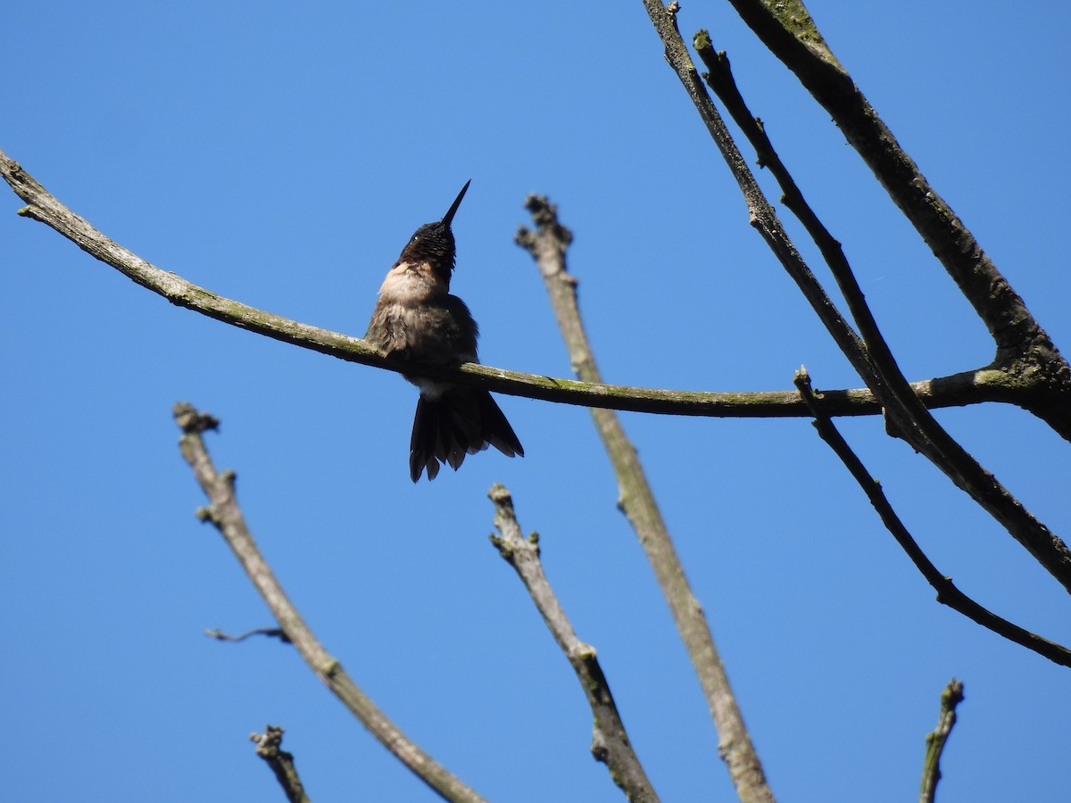 Ruby-throated Hummingbird - ML646209553