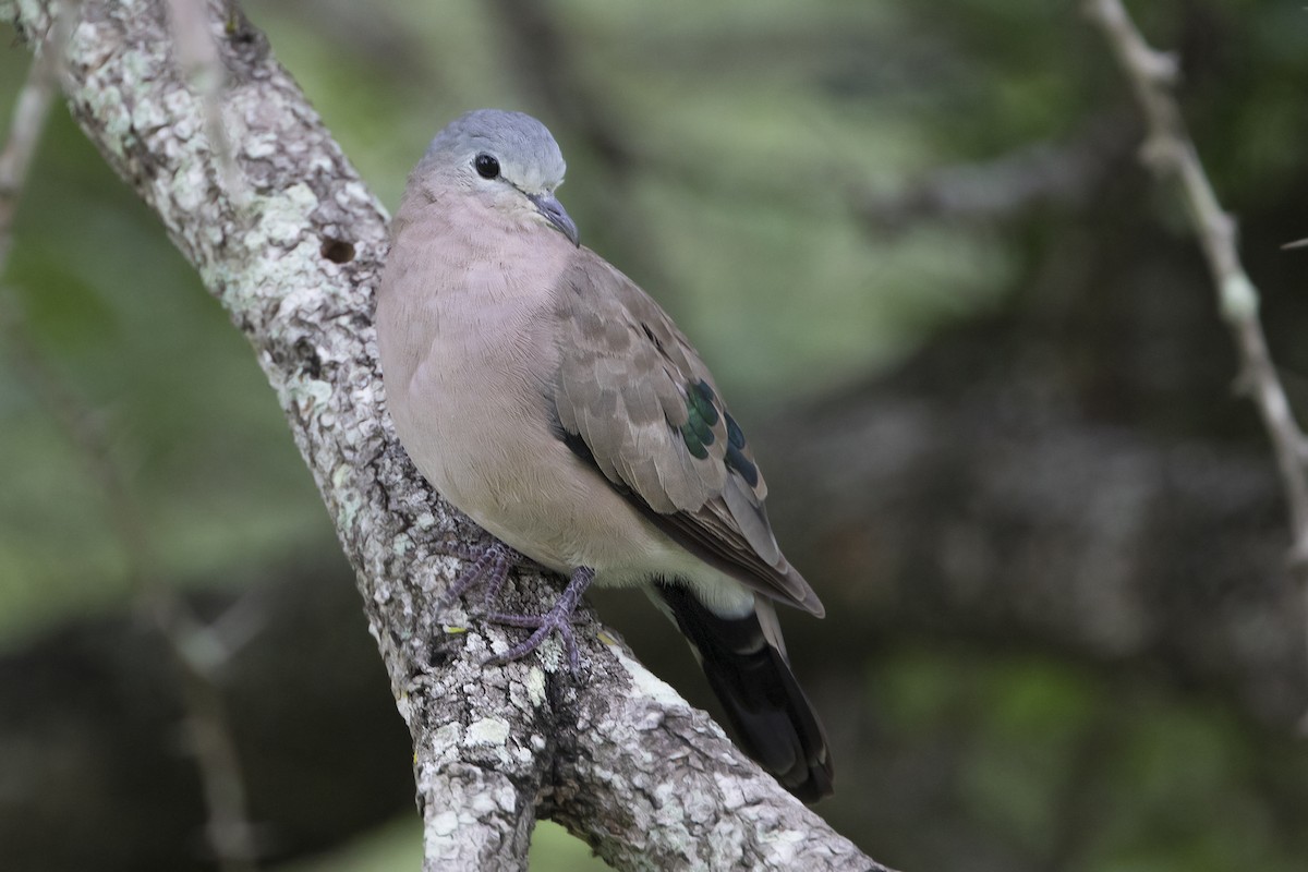 Emerald-spotted Wood-Dove - ML646209570