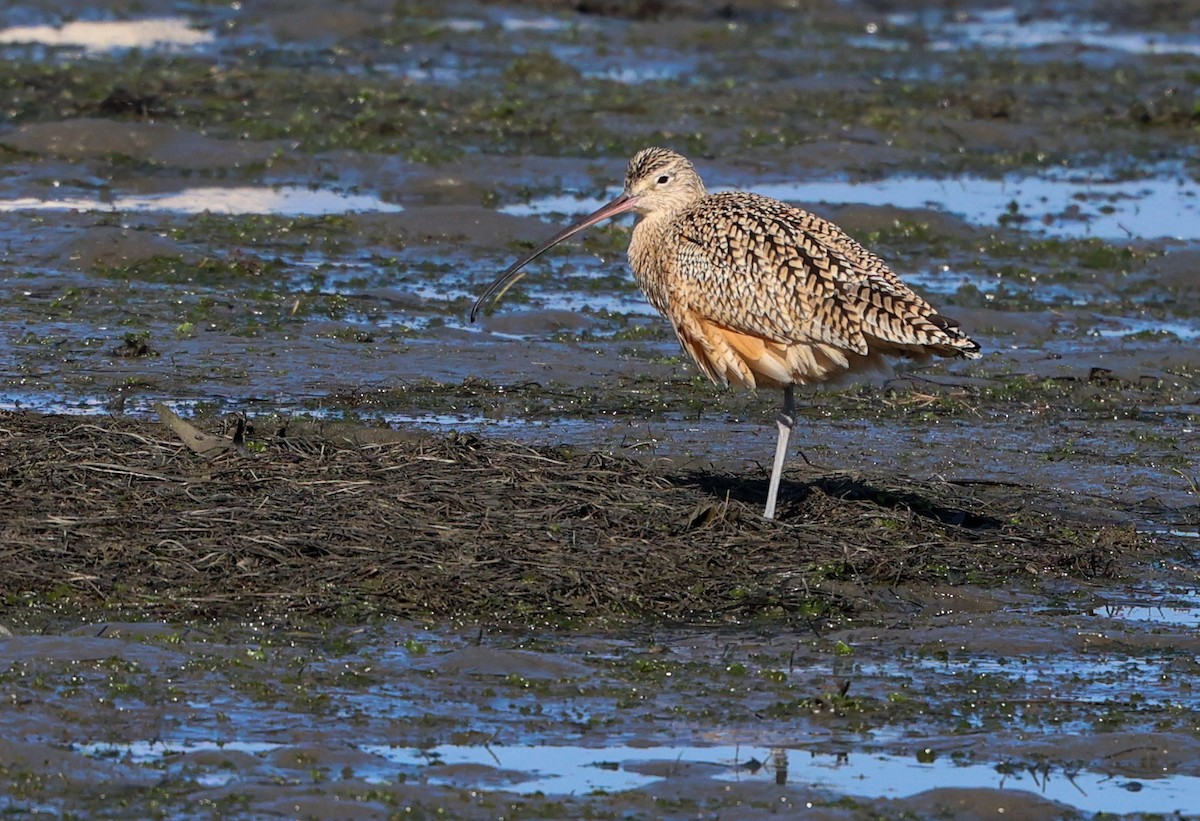 Кульон американський - ML646209572