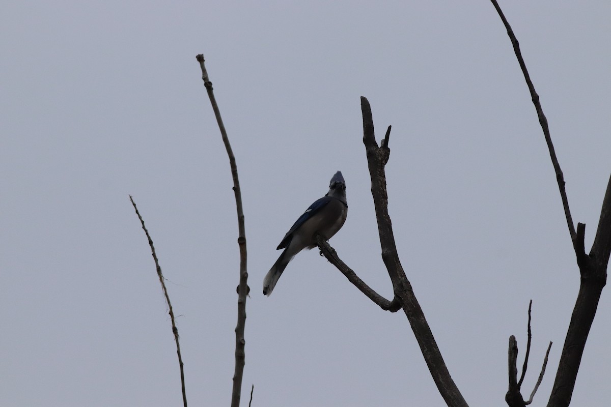 Blue Jay - ML646209573