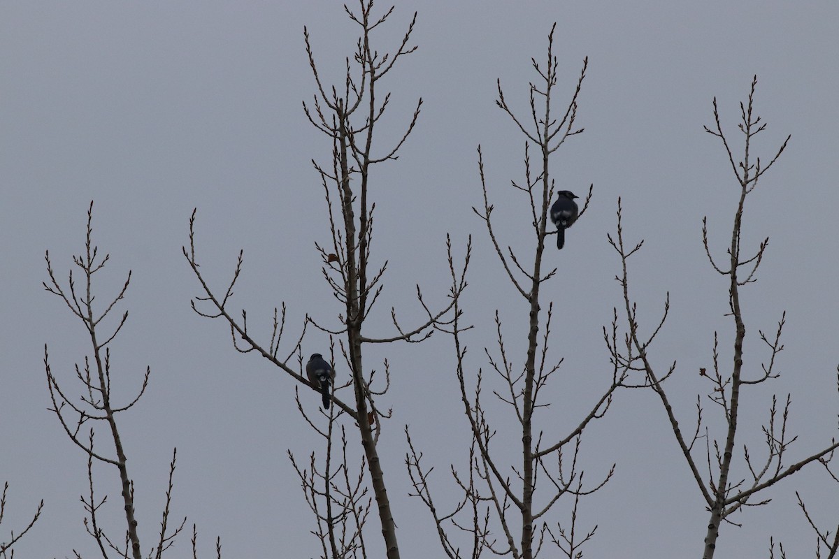 Blue Jay - ML646209574