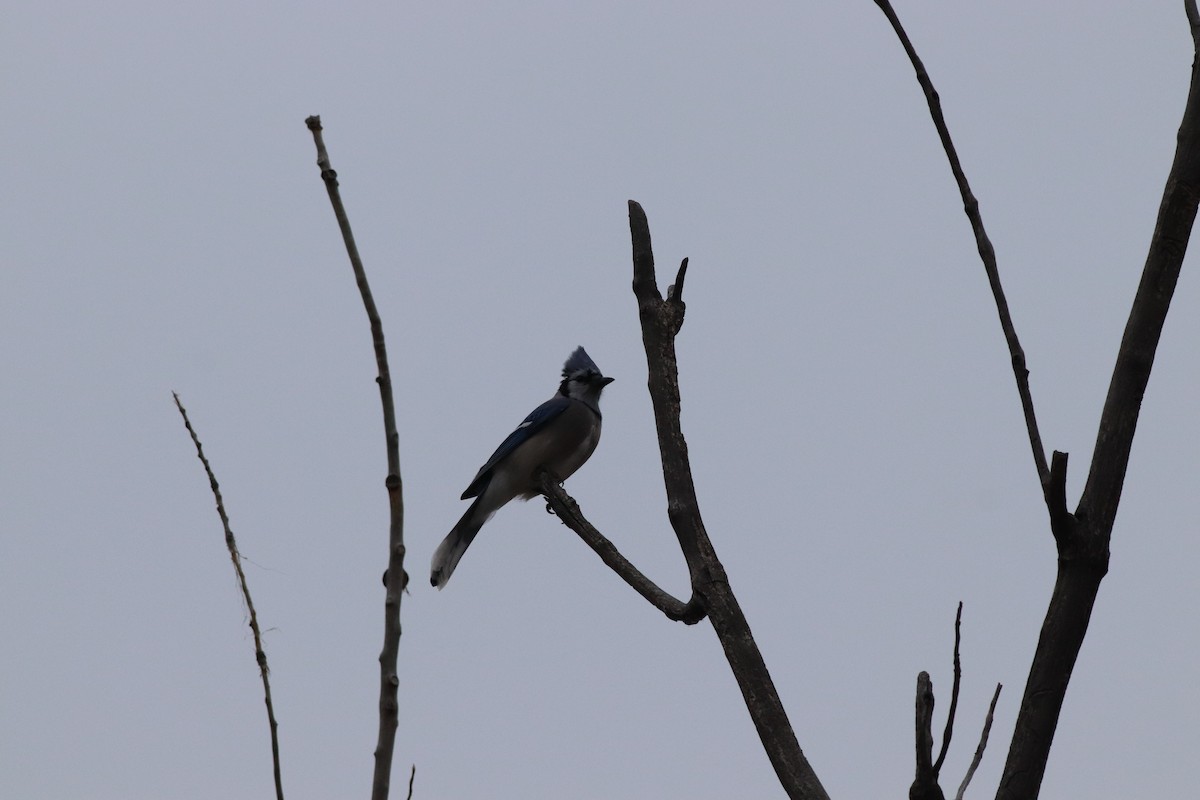 Blue Jay - ML646209575