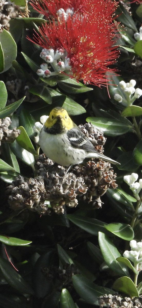 Paruline à tête jaune - ML646209578