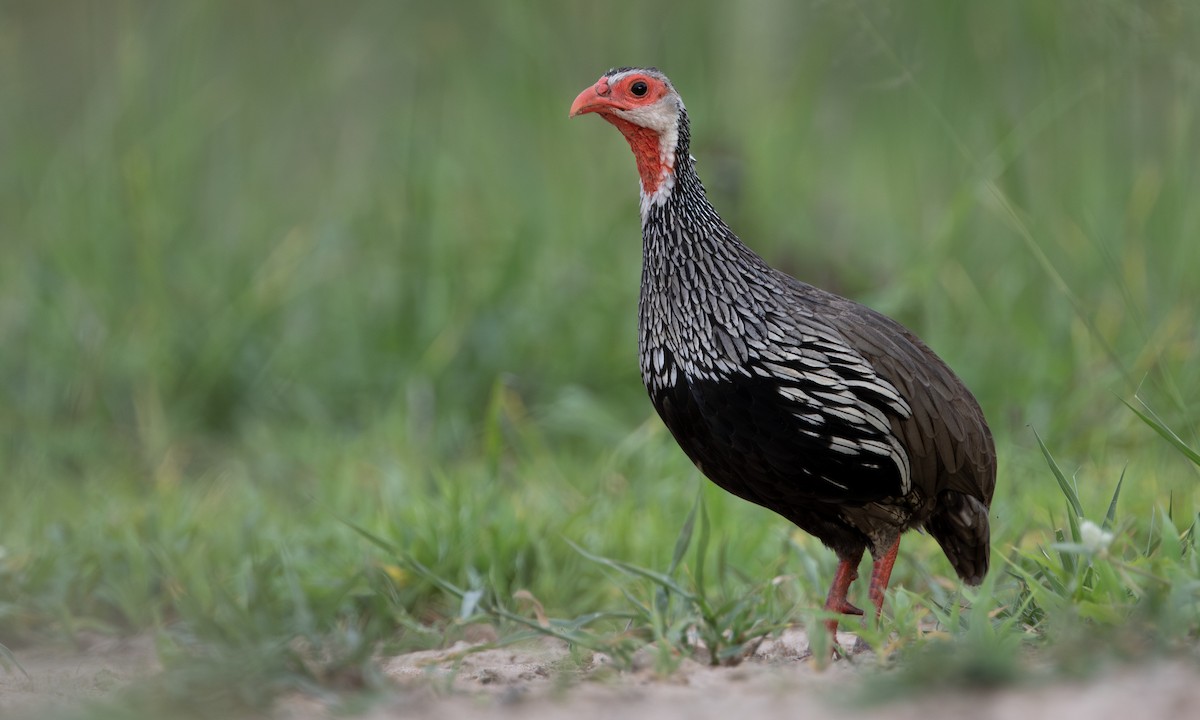 Red-necked Spurfowl - ML646209583