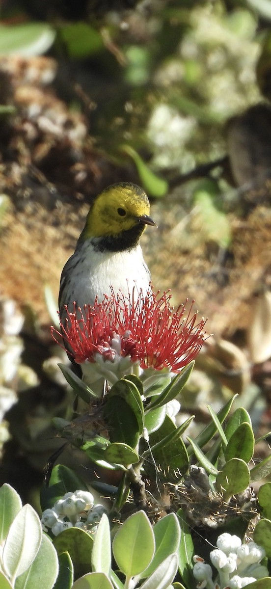 Paruline à tête jaune - ML646209585