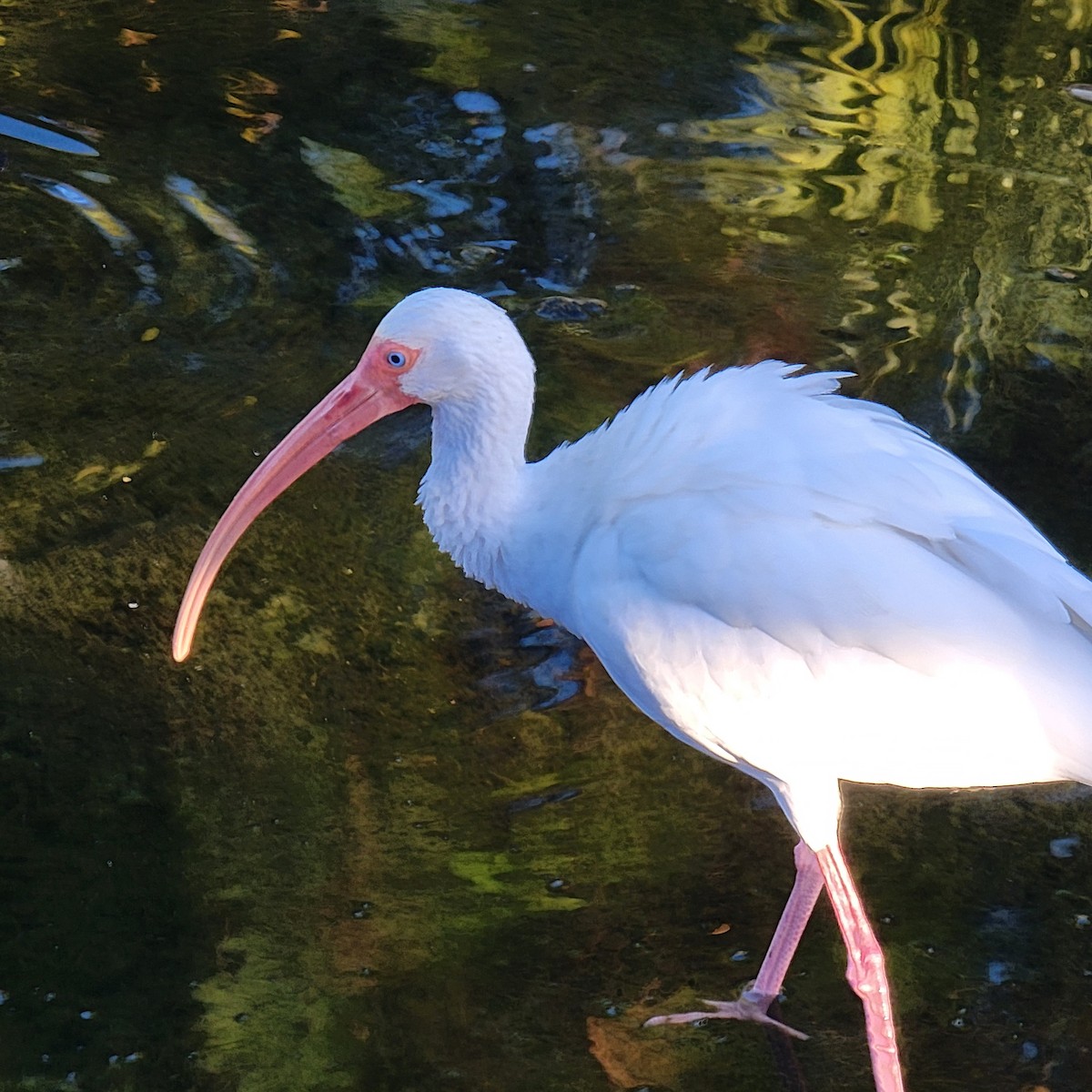 White Ibis - ML646209586