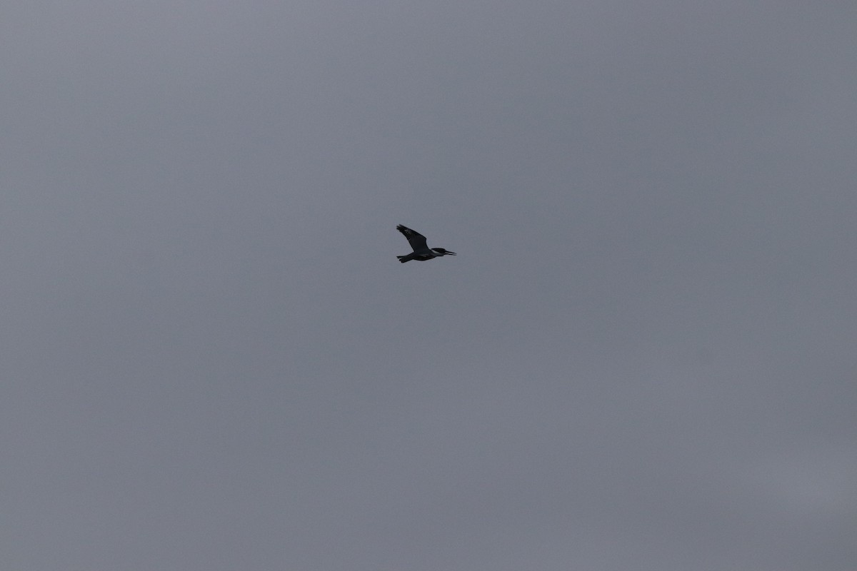 Martin handi iparramerikarra - ML646209590