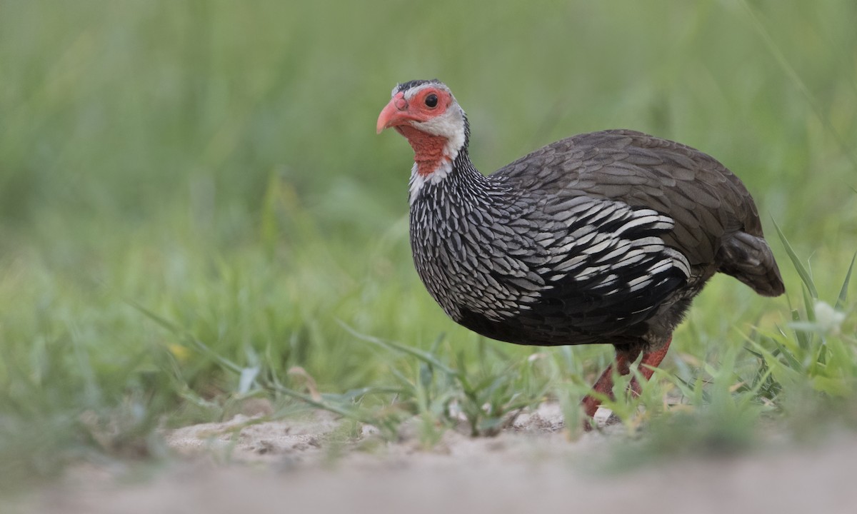 Red-necked Spurfowl - ML646209594