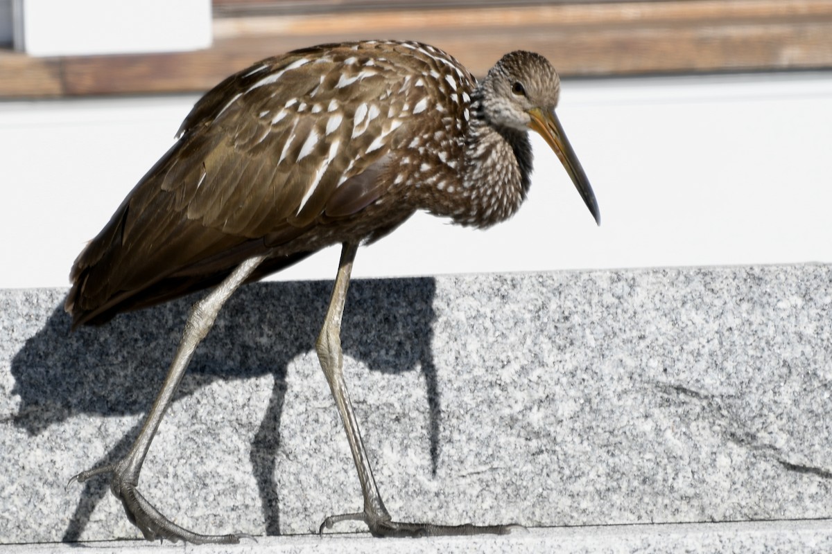 ツルモドキ - ML646209597