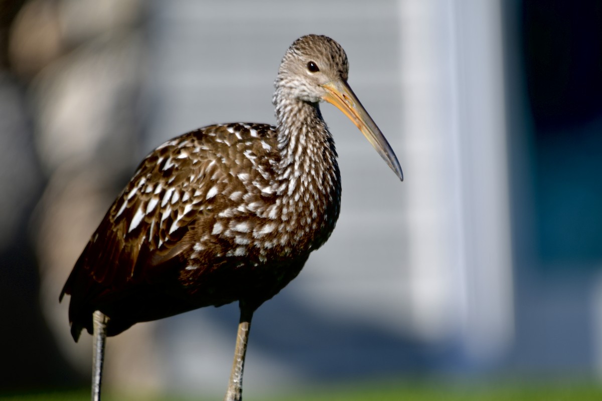 ツルモドキ - ML646209598