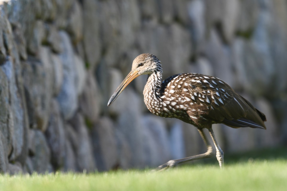 ツルモドキ - ML646209599