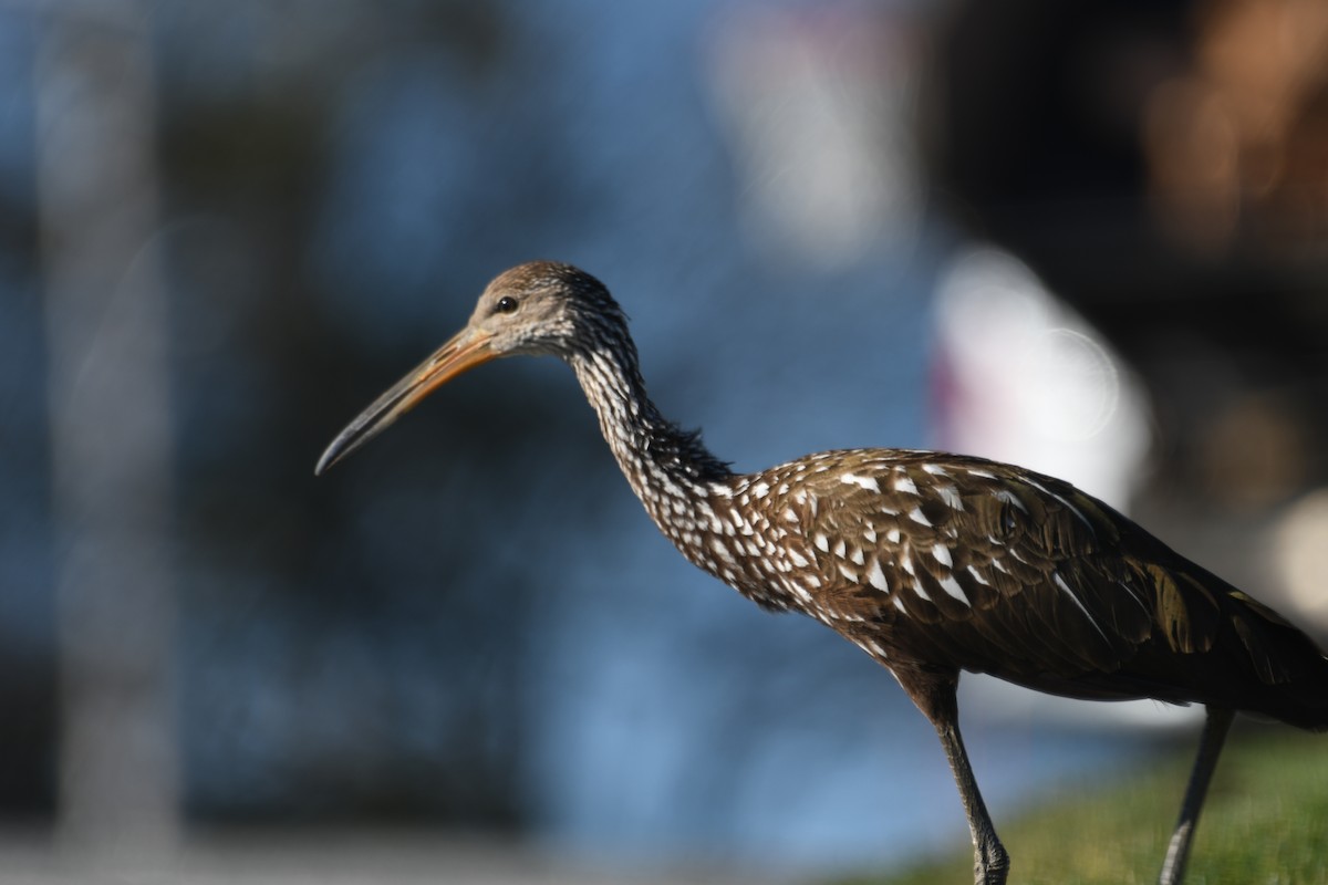 ツルモドキ - ML646209600