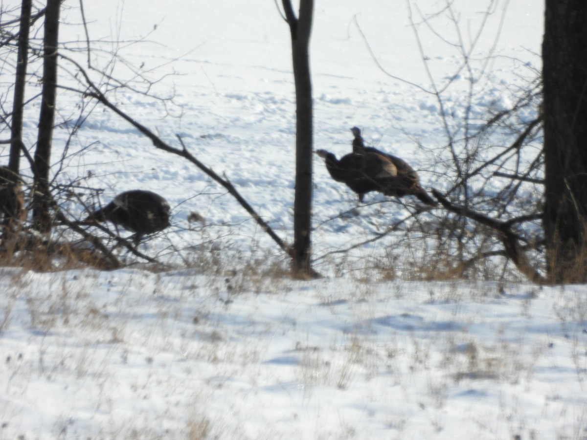 Wild Turkey - ML646209601