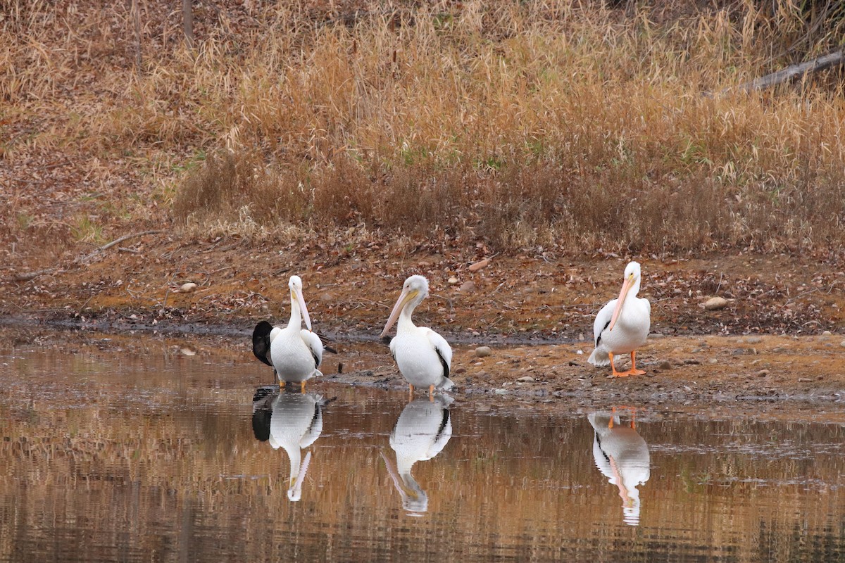 Amerika Pelikanı - ML646209603