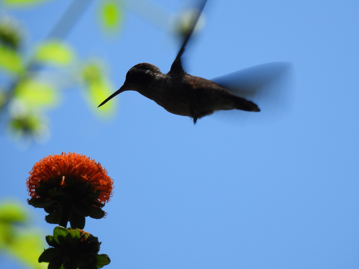White-eared Hummingbird - ML646209605