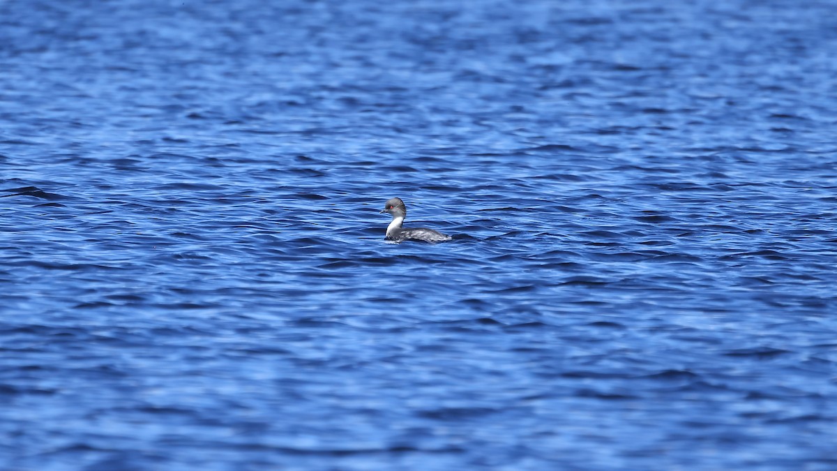 Silvery Grebe - ML646209609