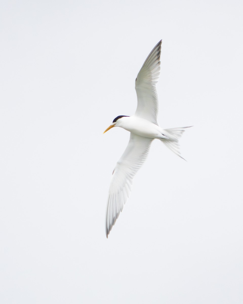 Charrán Piquigualdo - ML646209612