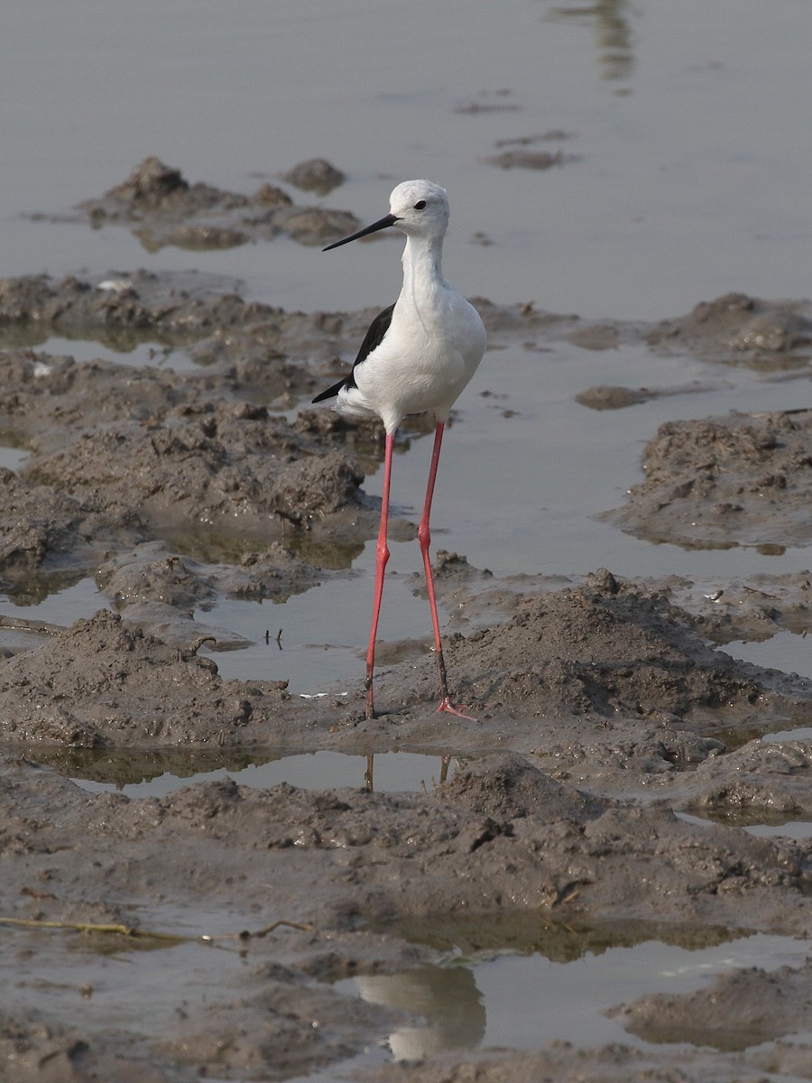 Cigüeñuela Común - ML646209613