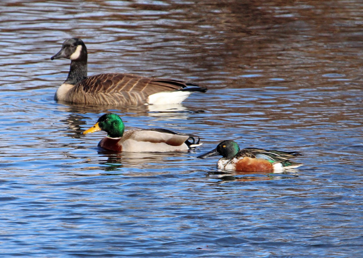 Cuchara Común - ML646209614