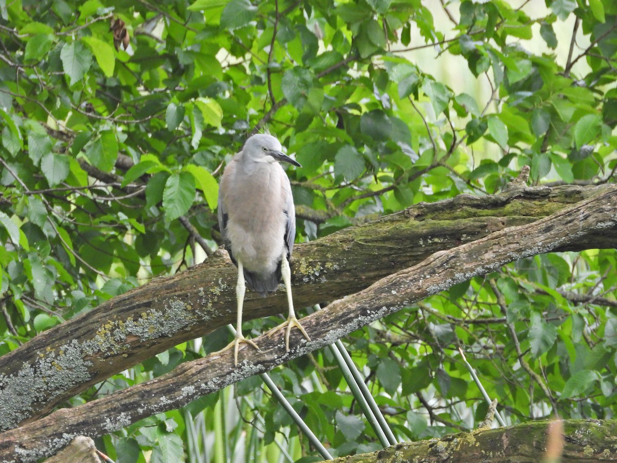 Garceta Cariblanca - ML646209615