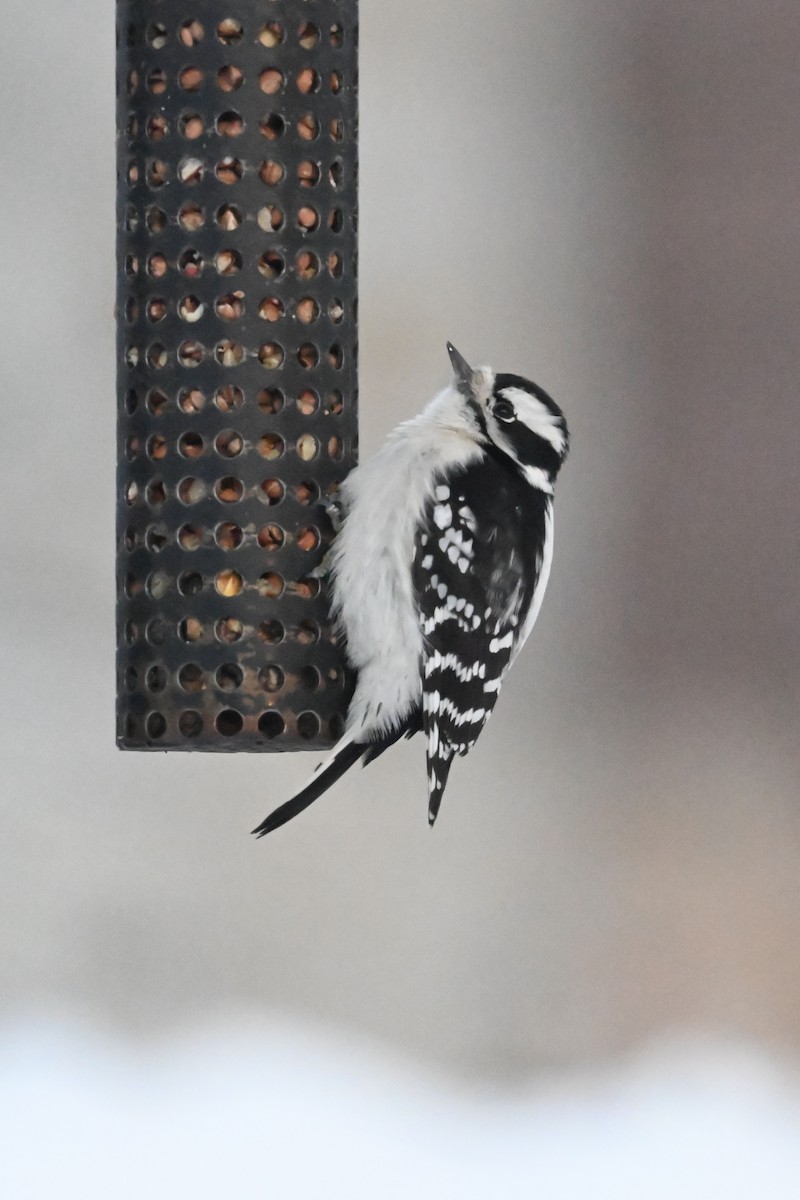 Pico Pubescente - ML646209616