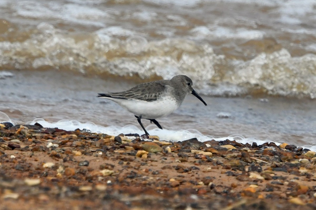 Correlimos Común - ML646209617