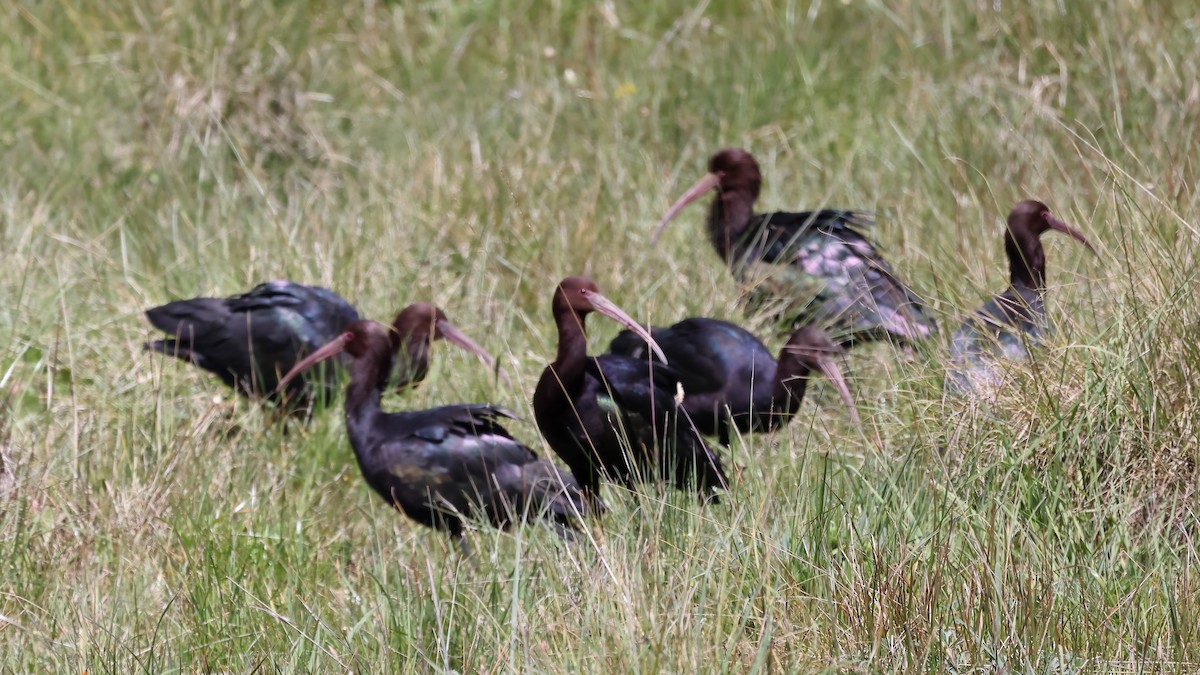 Morito de la Puna - ML646209618