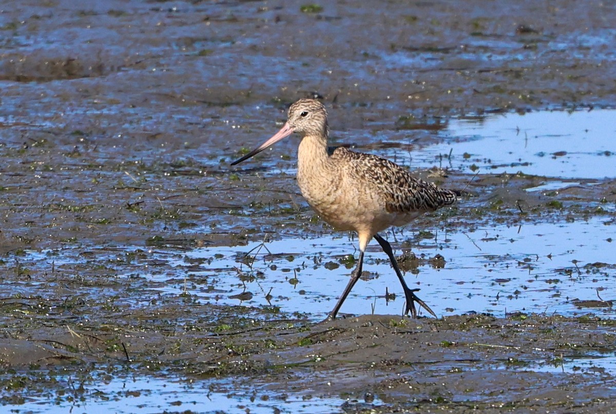 Aguja Canela - ML646209619