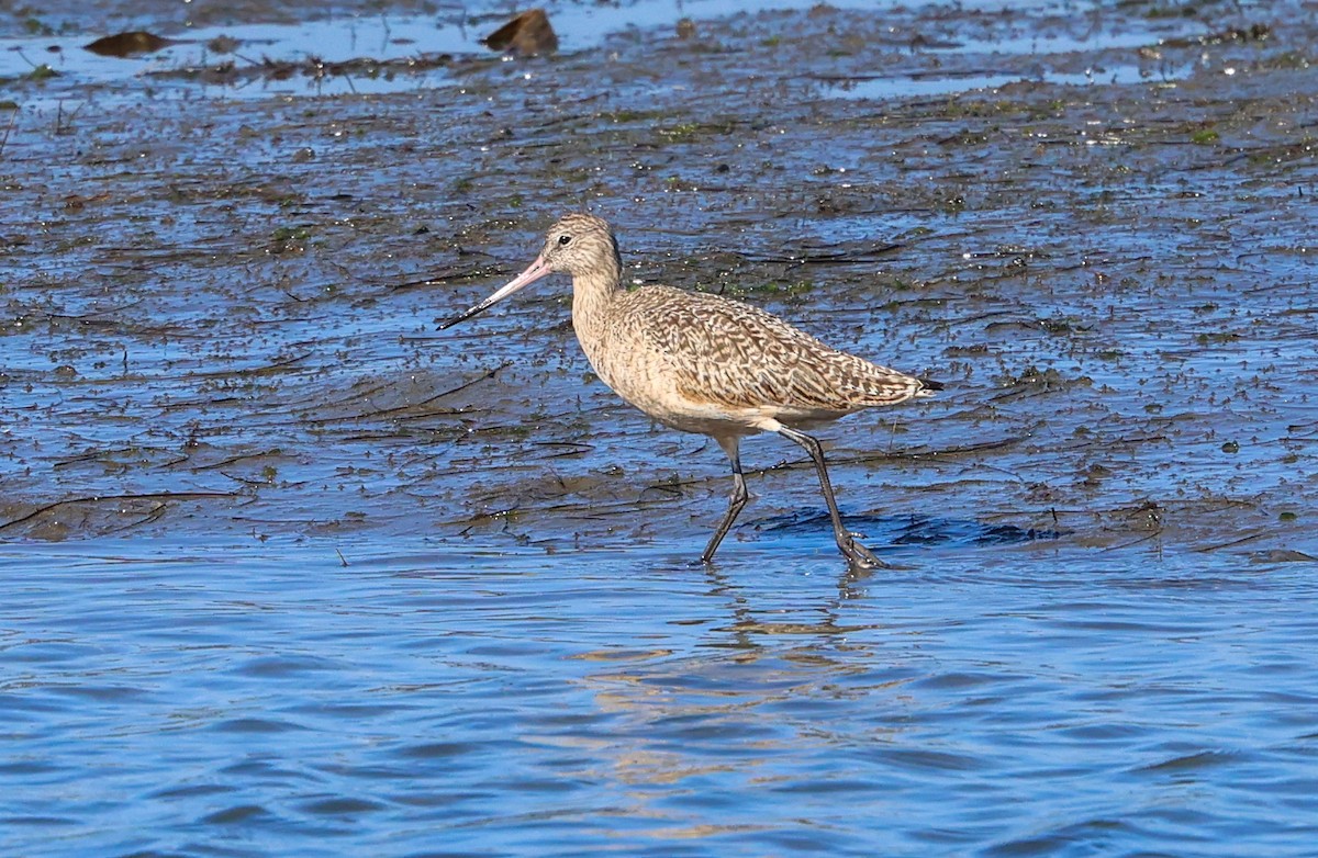 Aguja Canela - ML646209620