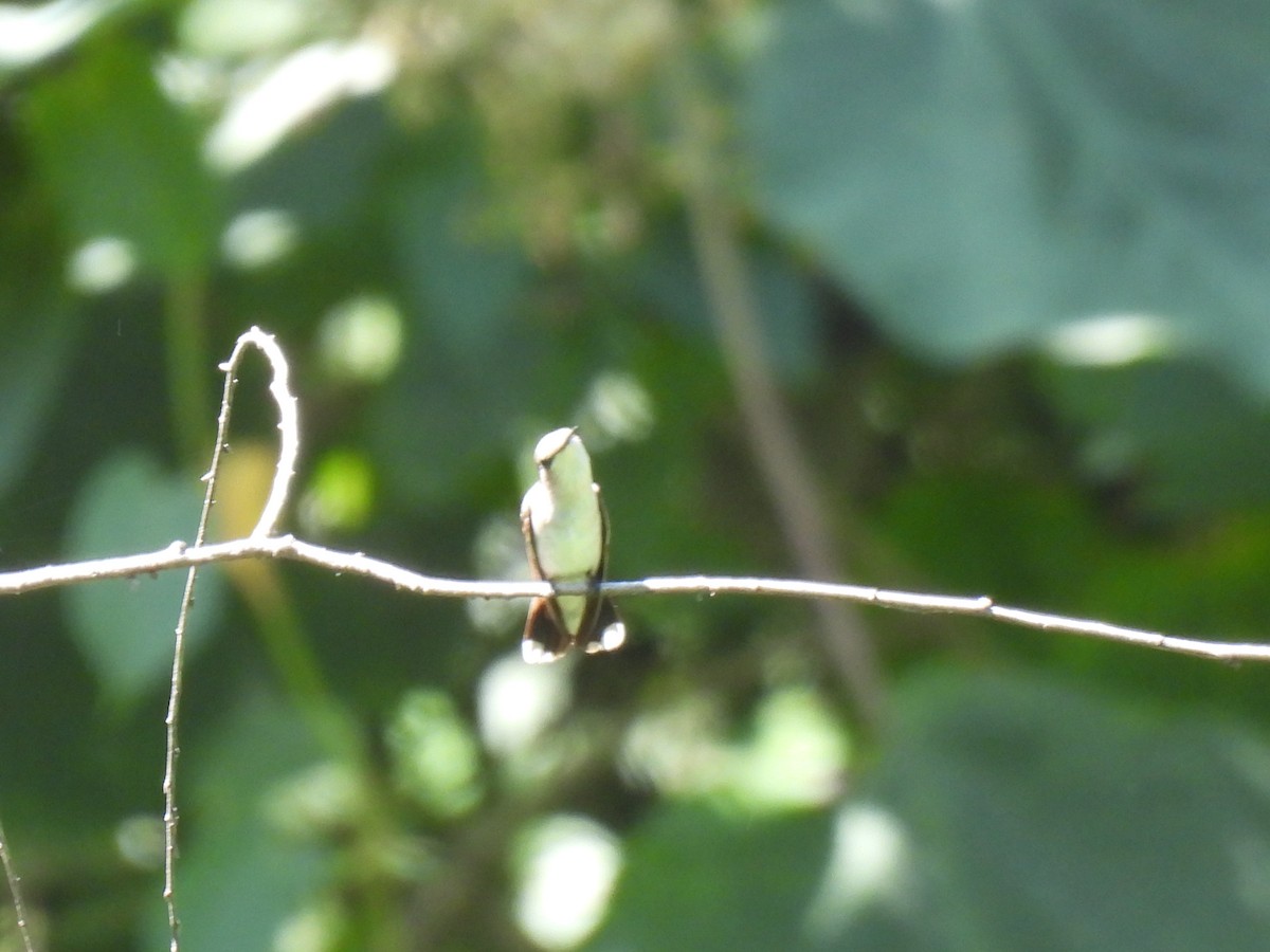 Colibrí de Abeillé - ML646209621