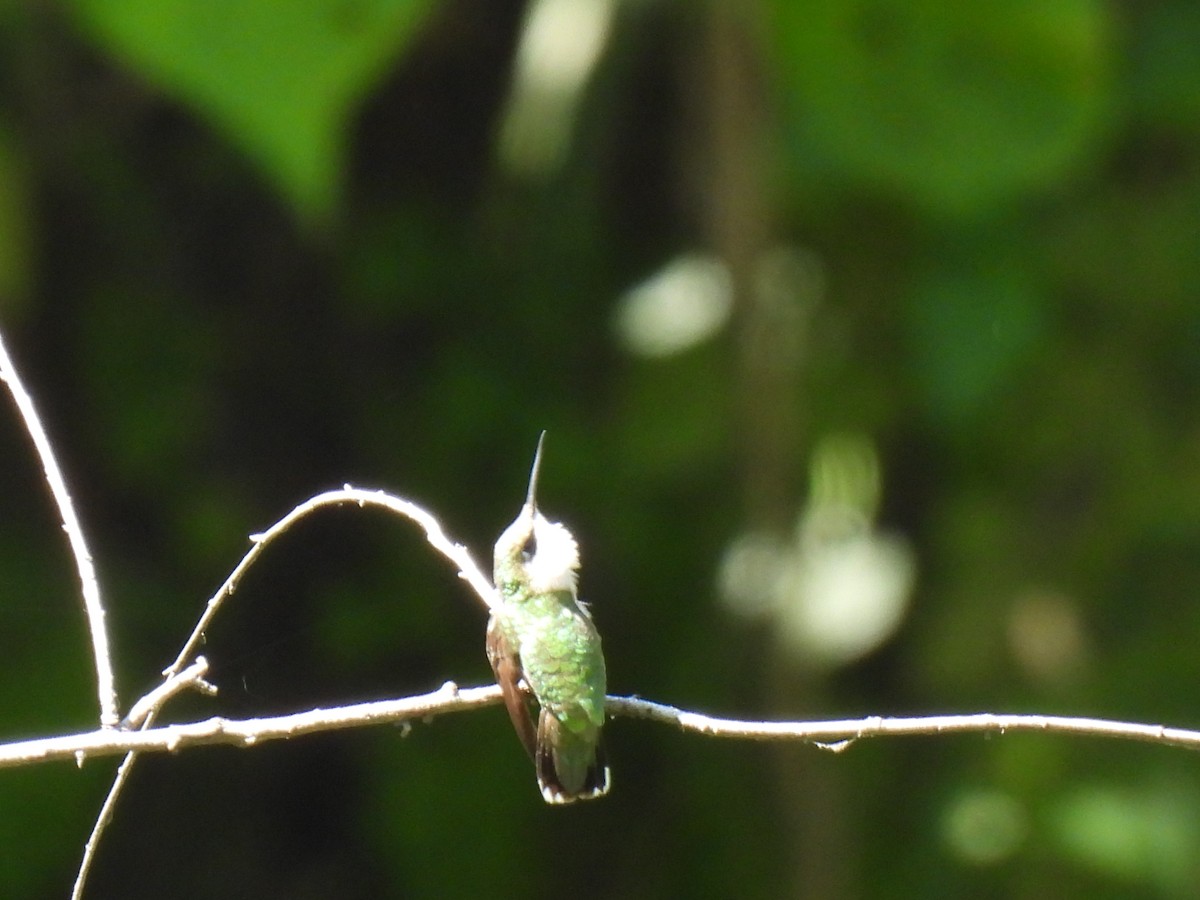 Colibrí de Abeillé - ML646209622