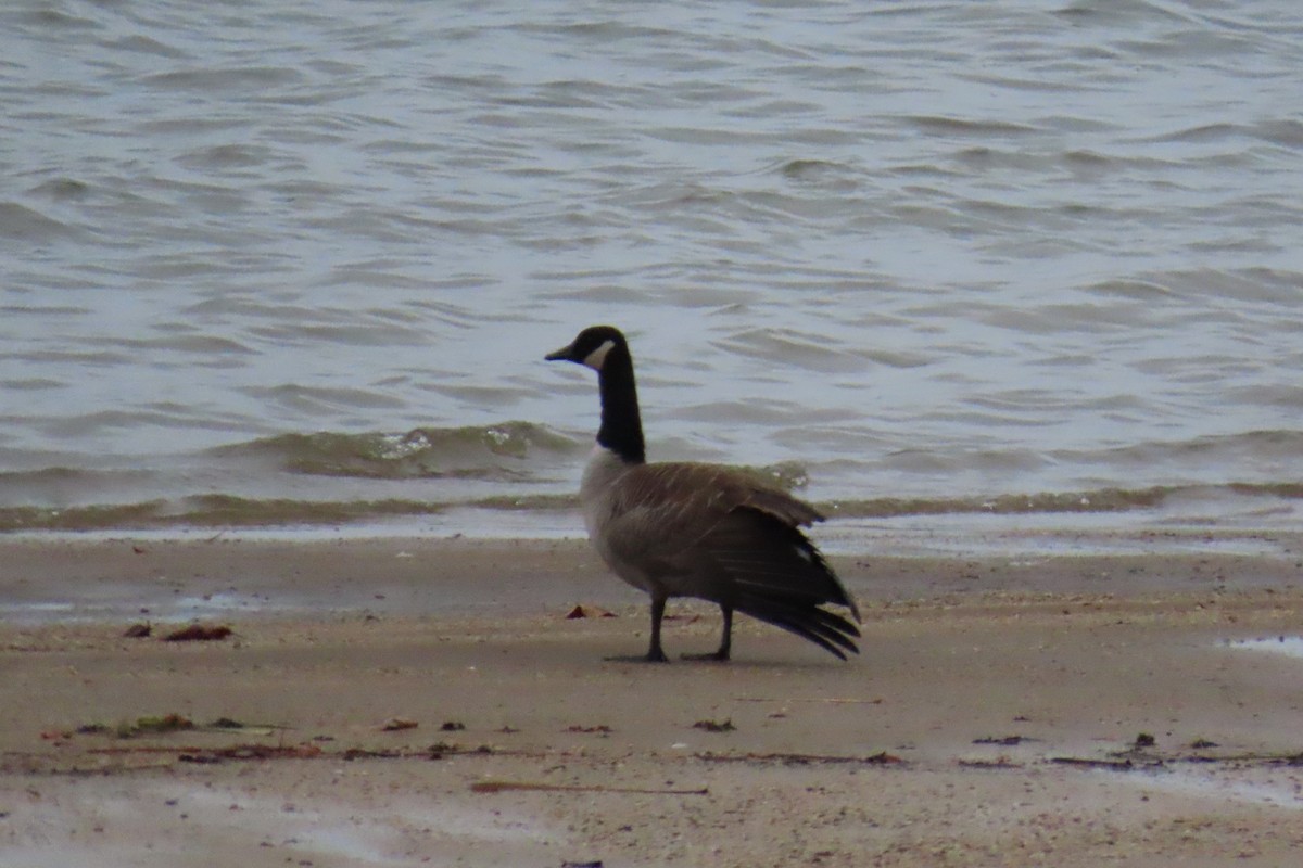 Barnacla Canadiense Grande - ML646209623