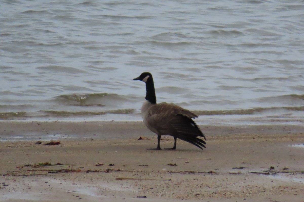 Barnacla Canadiense Grande - ML646209624