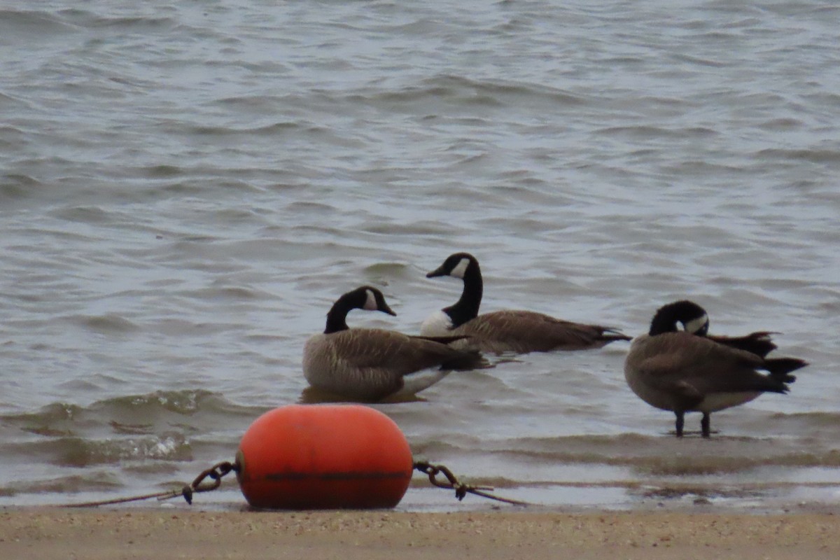 Barnacla Canadiense Grande - ML646209625