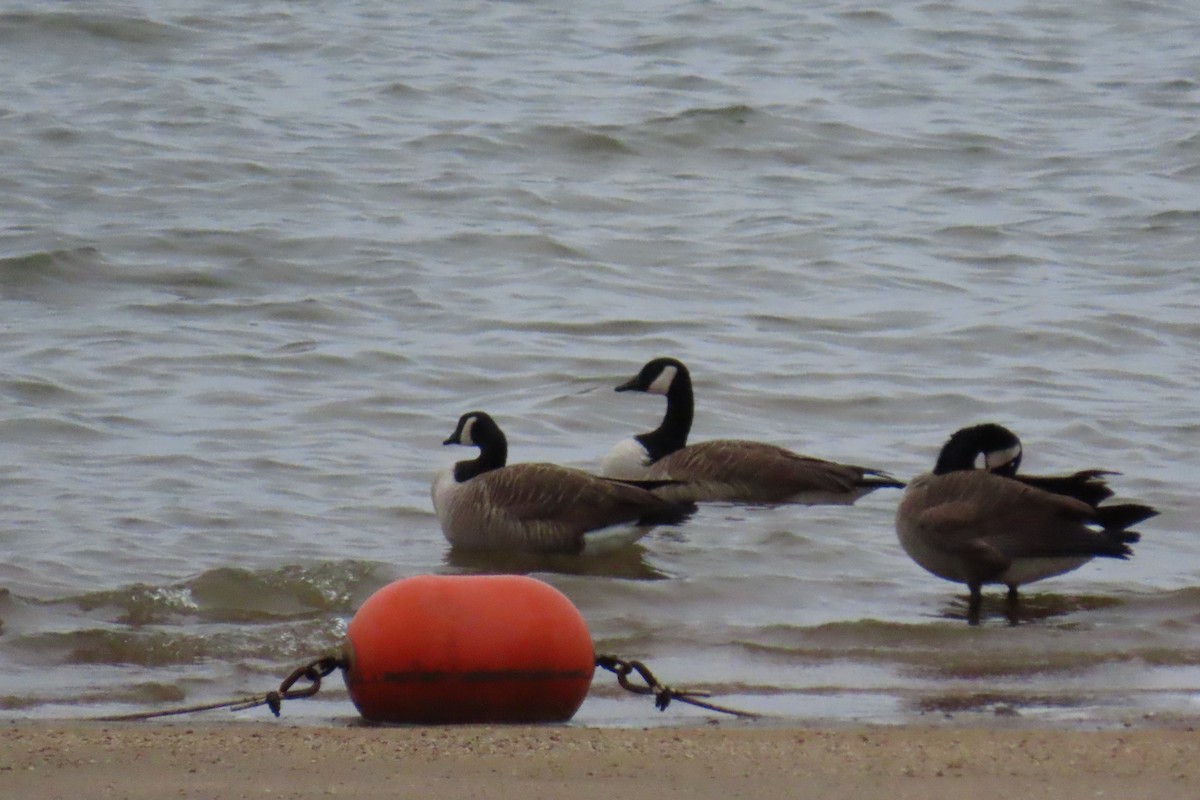 Barnacla Canadiense Grande - ML646209626