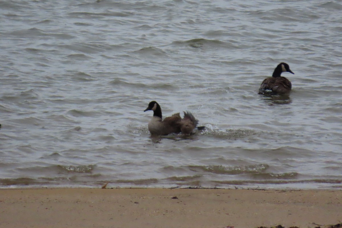 Barnacla Canadiense Grande - ML646209627