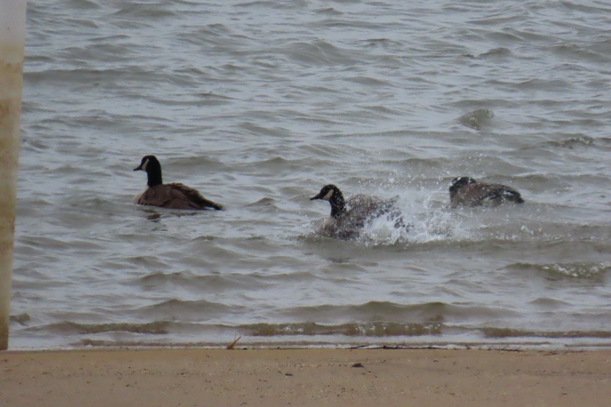 Barnacla Canadiense Grande - ML646209628