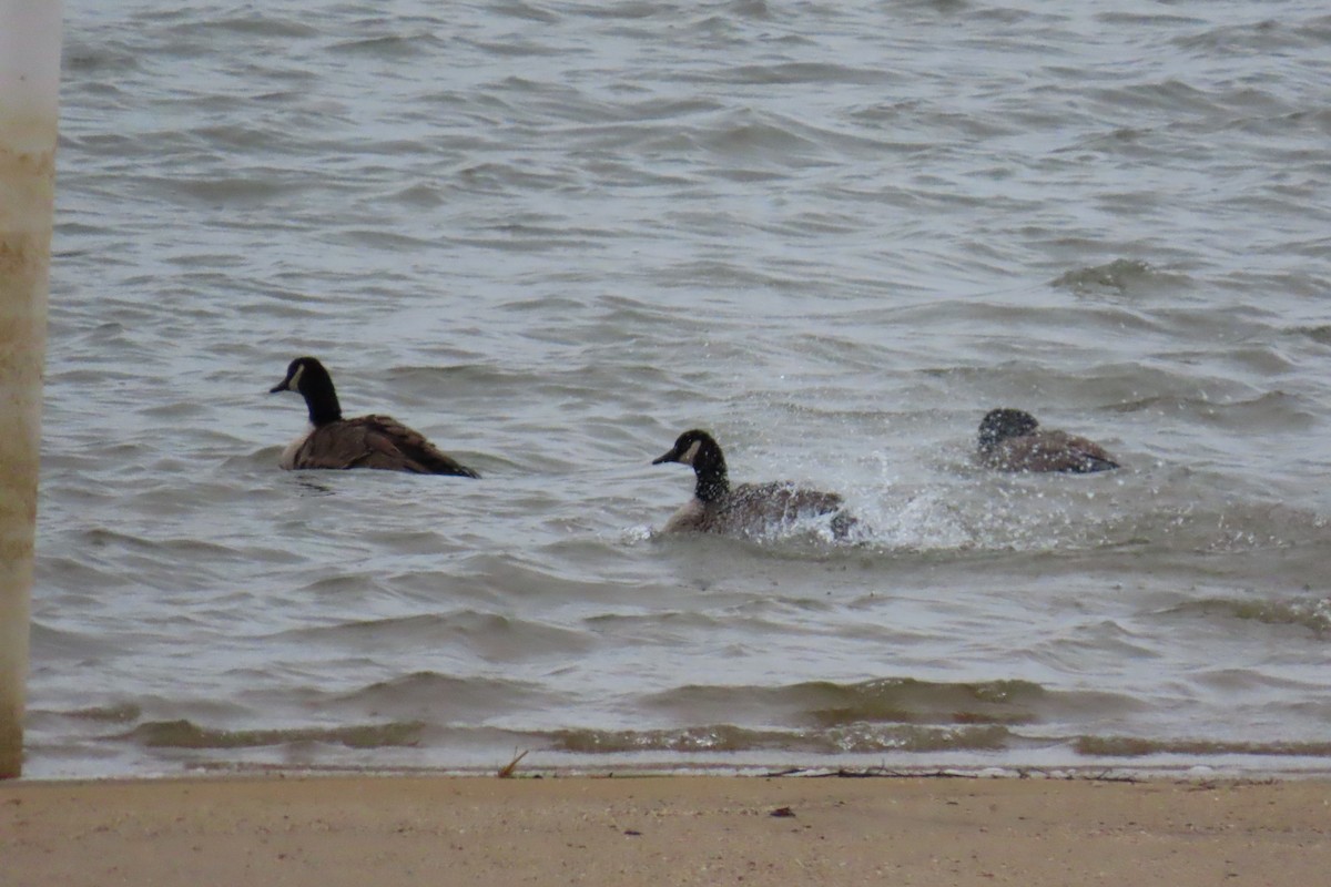 Barnacla Canadiense Grande - ML646209629